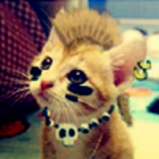 SpiderKitten