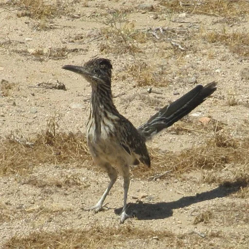 Birdie