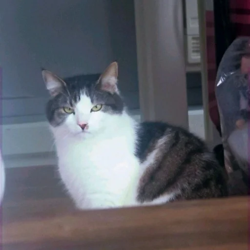 Simon