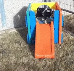 GIF